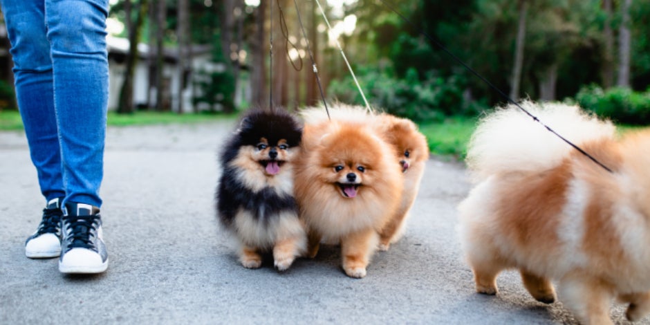 purina-brand-cosas-que-no-sabias-de-los-perros-pomerania.jpg