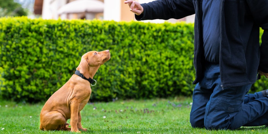 purina-como-educar-a-un-perro-desde-cachorro_0.jpg