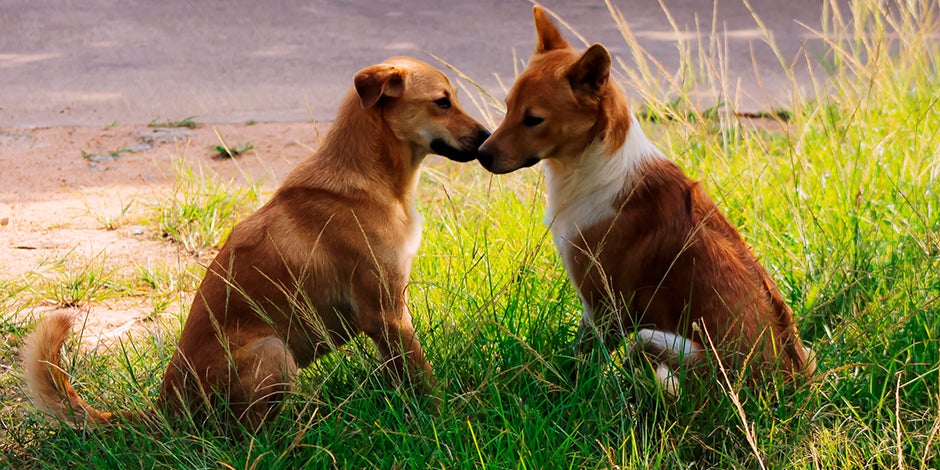 a que edad entran en celo los perros machos