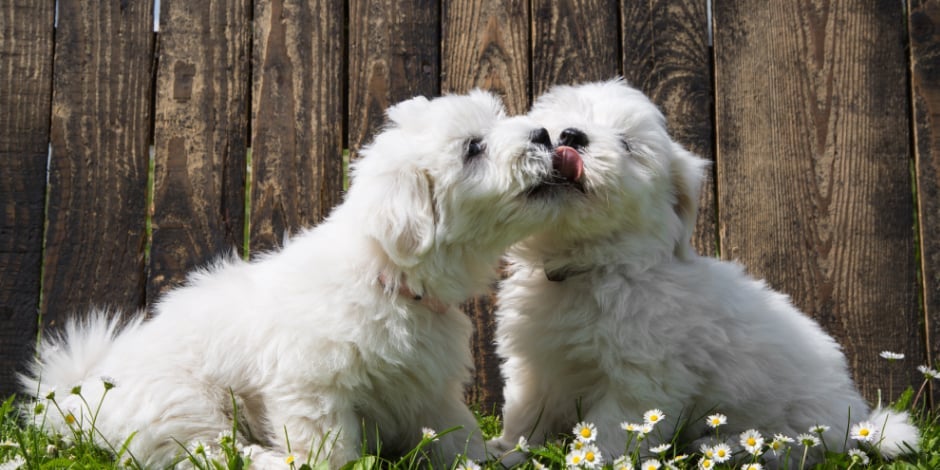 mas de un perro puede engendrar una camada