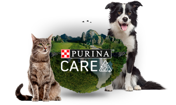 Imagen de un perro y un gato y en la mitad hay una foto con paisajes verdes 