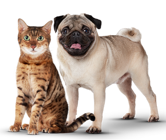 Mascotas medianas perros y gatos 