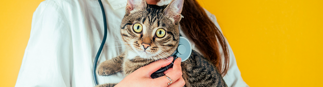 Foto de un gato en el veterinario 
