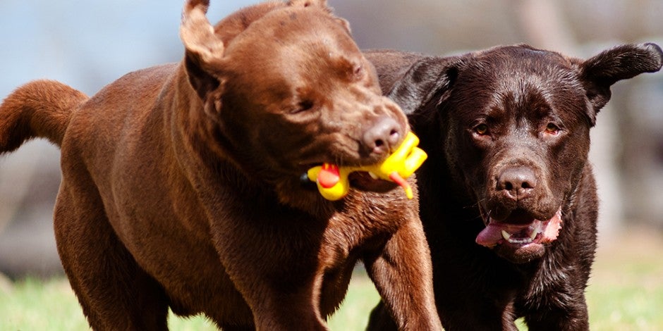 purina-como-cuidar-de-la-obesidad a tu perro adulto mayor.jpg