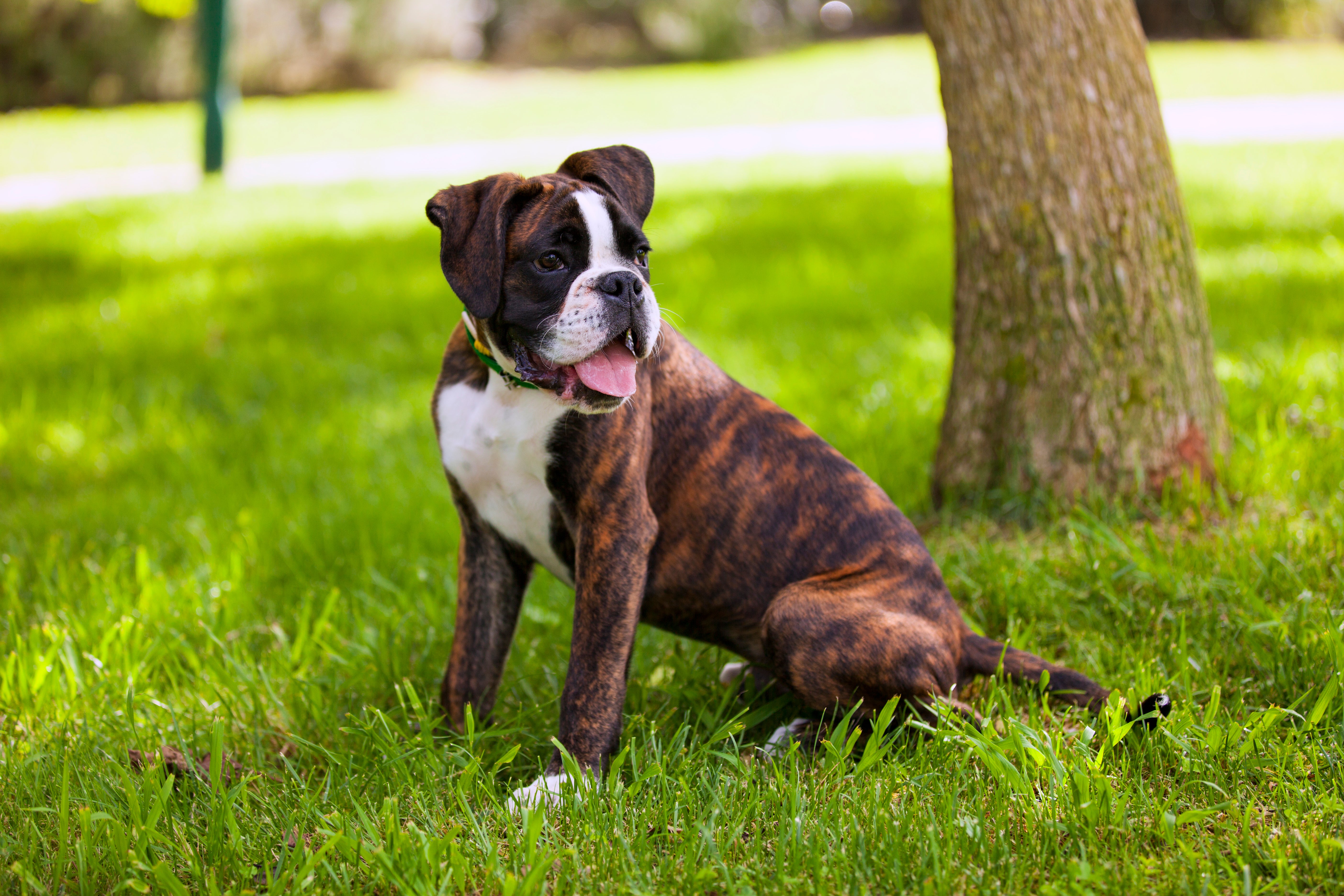 Cómo detectar y tratar un golpe de calor en perros Cómo detectar y tratar un golpe de calor en perros