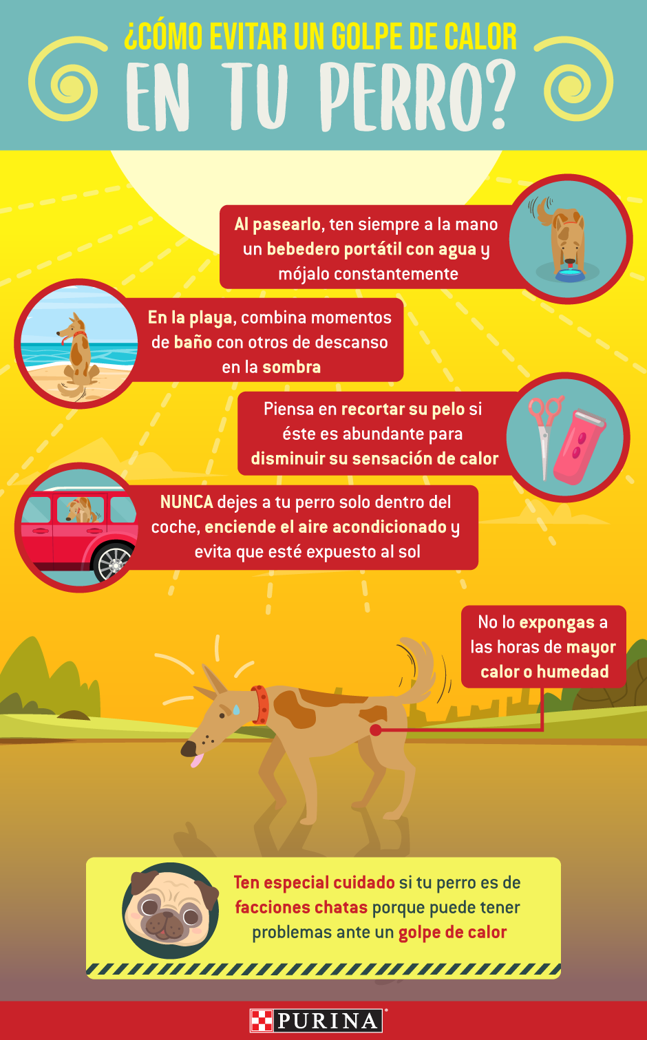 Purina como evitar un golpe de calor en tu perro Purina como evitar un golpe de calor en tu perro
