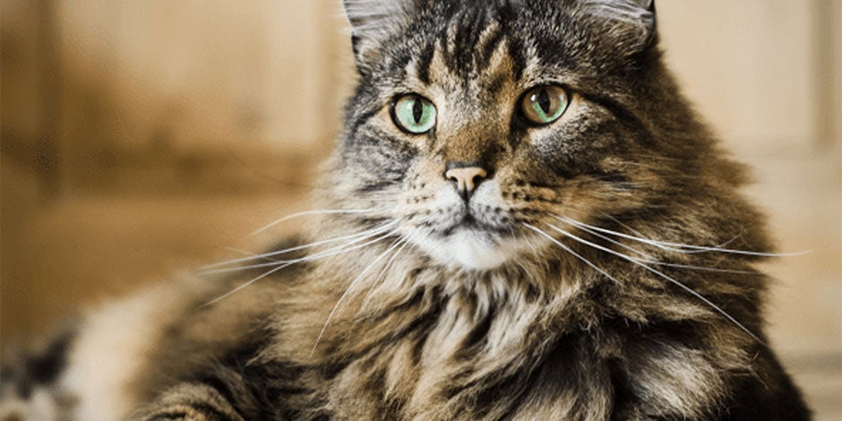 Raza de gato Noruego