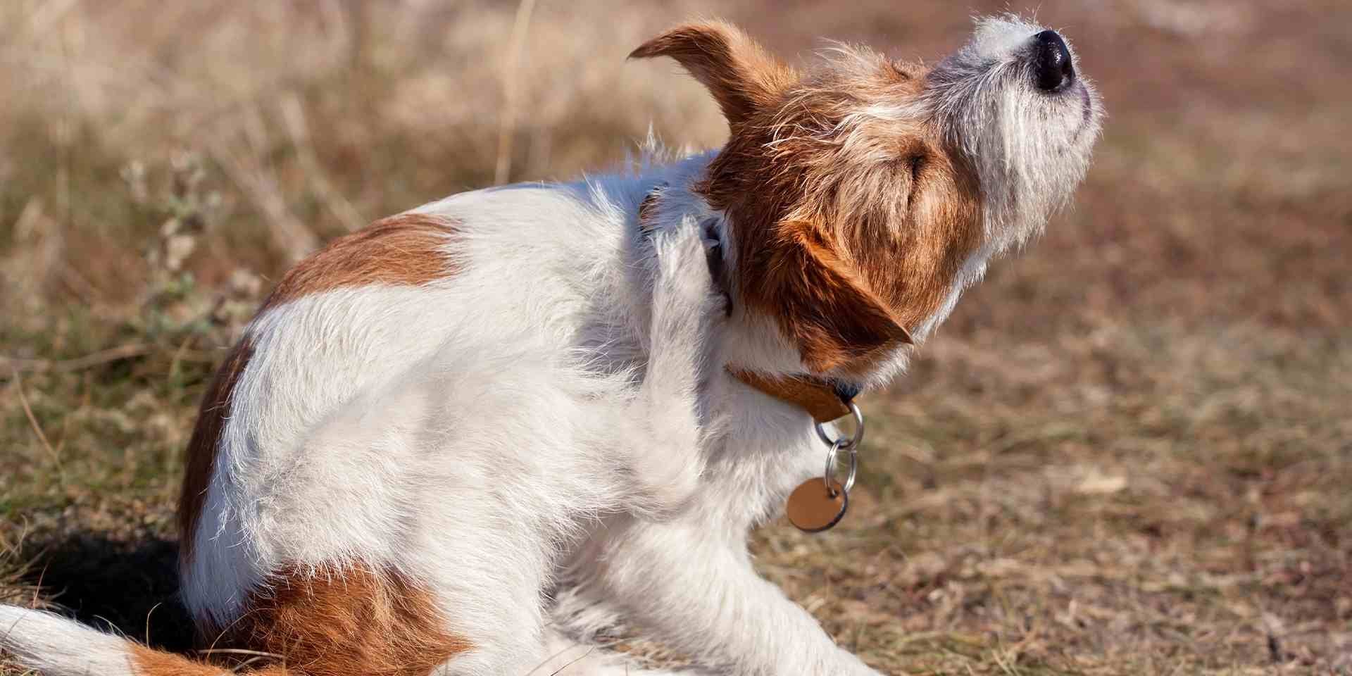 Cómo detectar si tu perro tiene la piel sensible