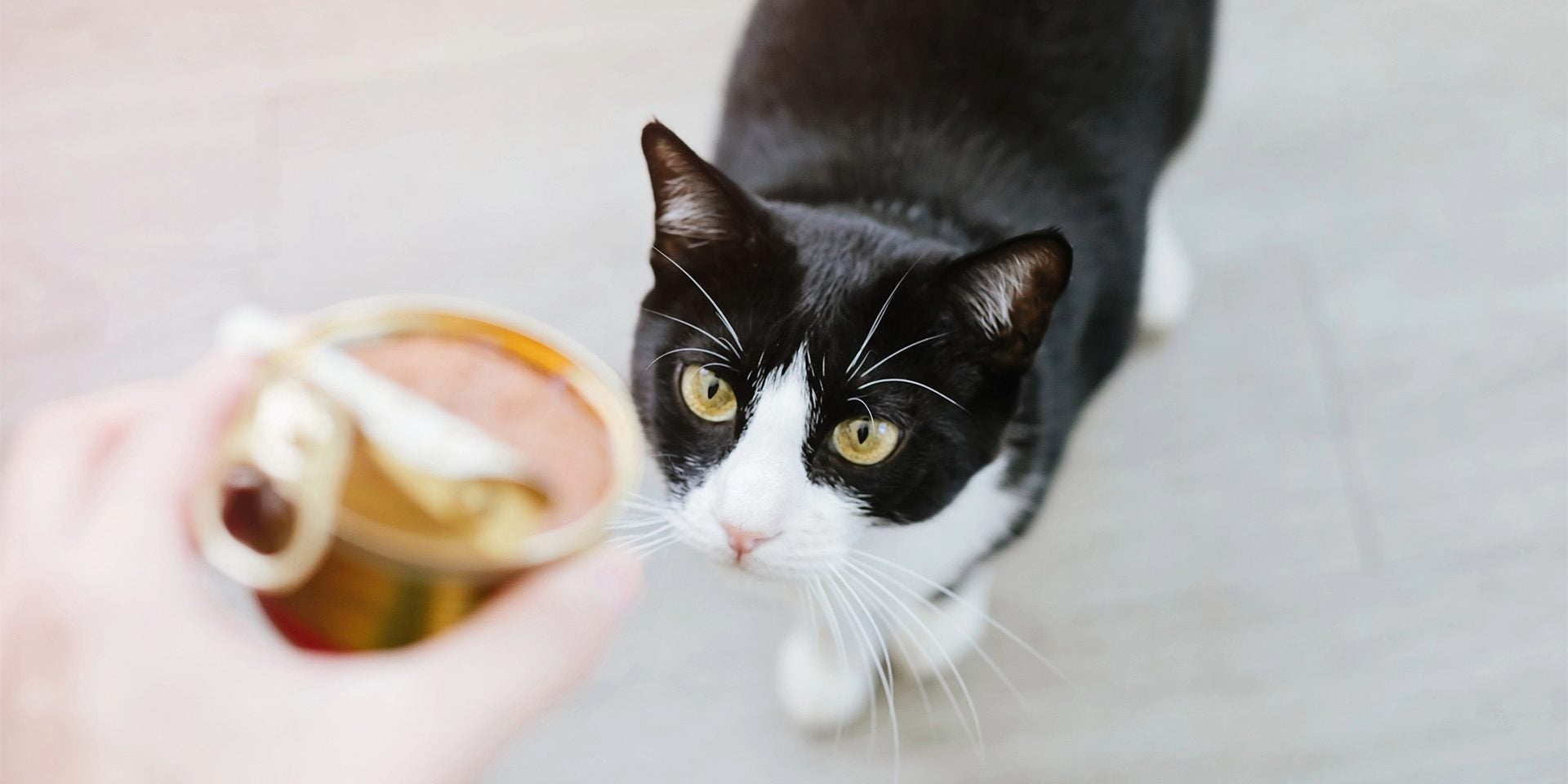¿Cuánta comida húmeda puede comer un gato al día?
