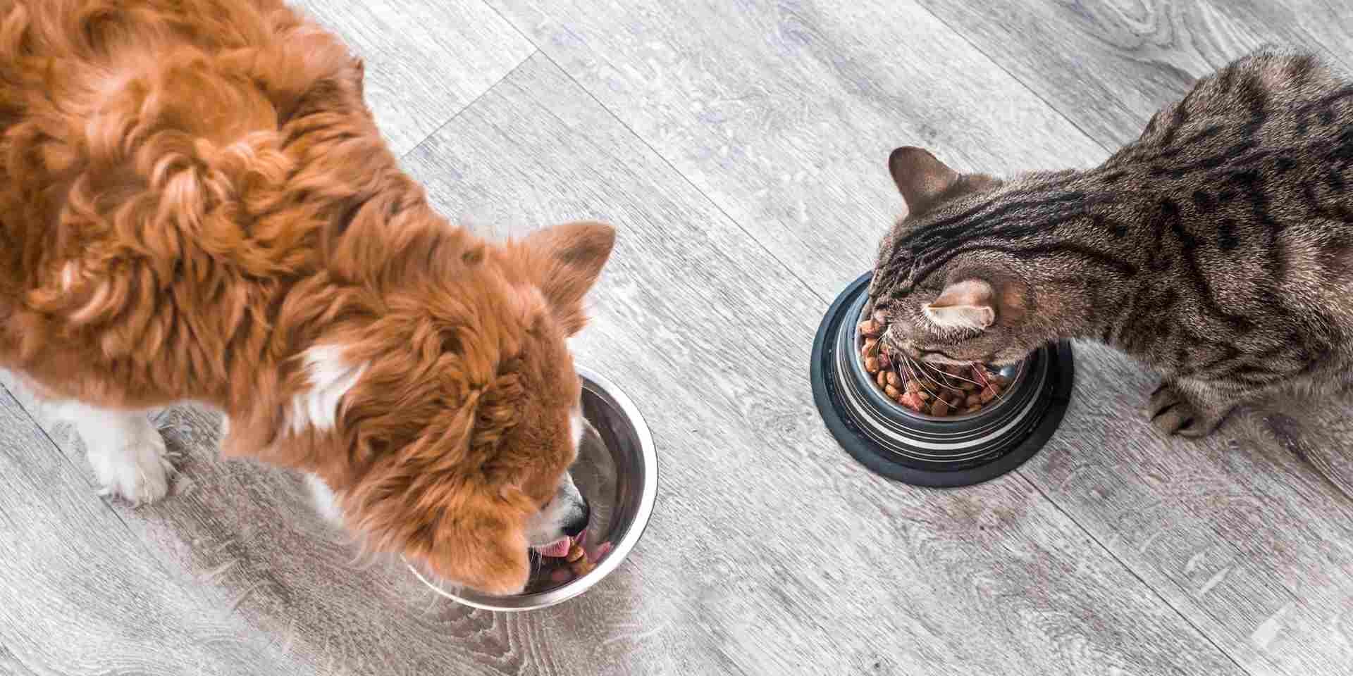 ¿Cómo hacer el cambio de alimento en perros y gatos?