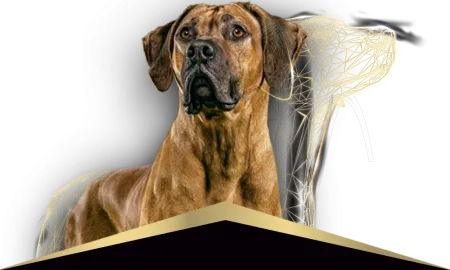 Pro-Plan-perros_1_0.png.webp?itok=fv7N7xVk Pro-Plan-perros_1_0.png.webp?itok=fv7N7xVk