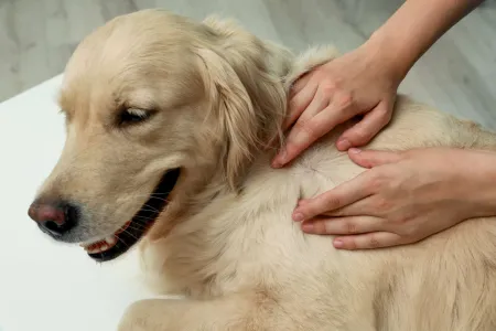 Evita los ácaros en perros, revisando el lomo de tu mascota, moviendo el pelaje y llevándolo al veterinario.  