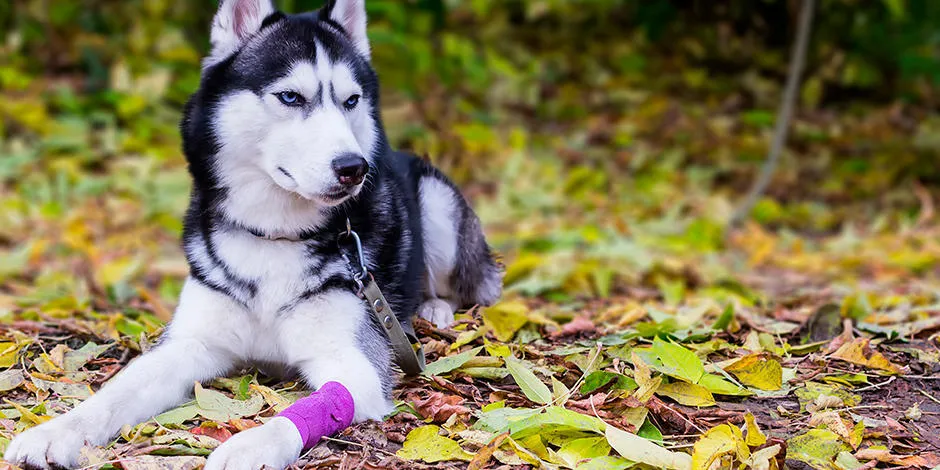 Heridas en las patas de tu perro I Purina