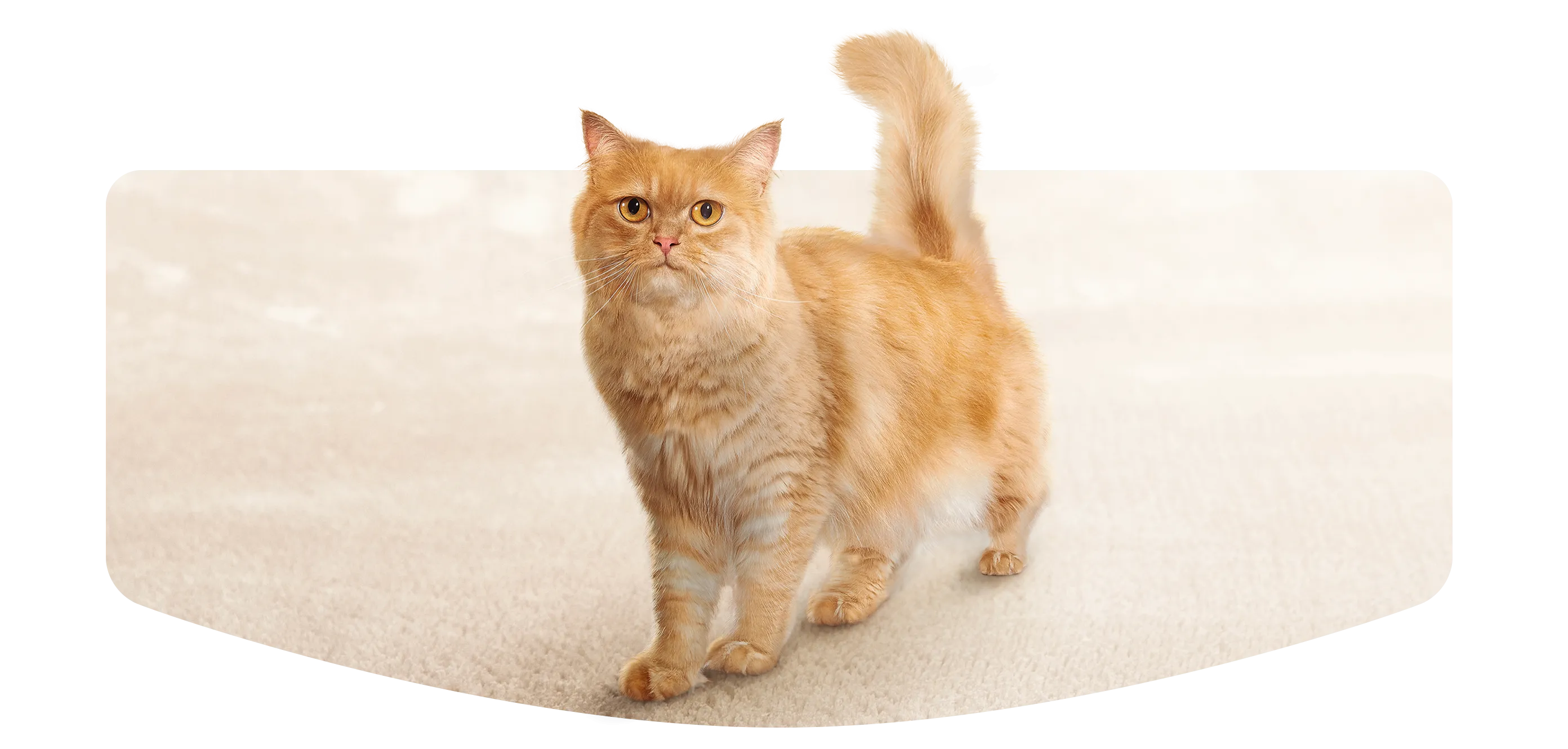 purina_cat_chow_image_newsletter.png