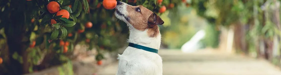 Perro Jack Russell parado sobre sus patas traseras buscando alcanzar una naranja de un árbol