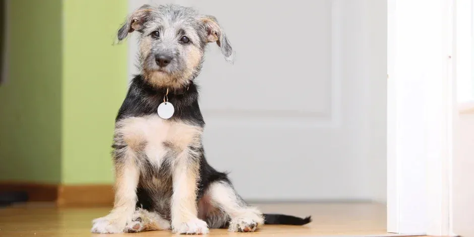 Perro criollo pequeño sentado. Ojos marrones, de pelaje color beige y pecho negro, con un dije plateado colgando de su cuello