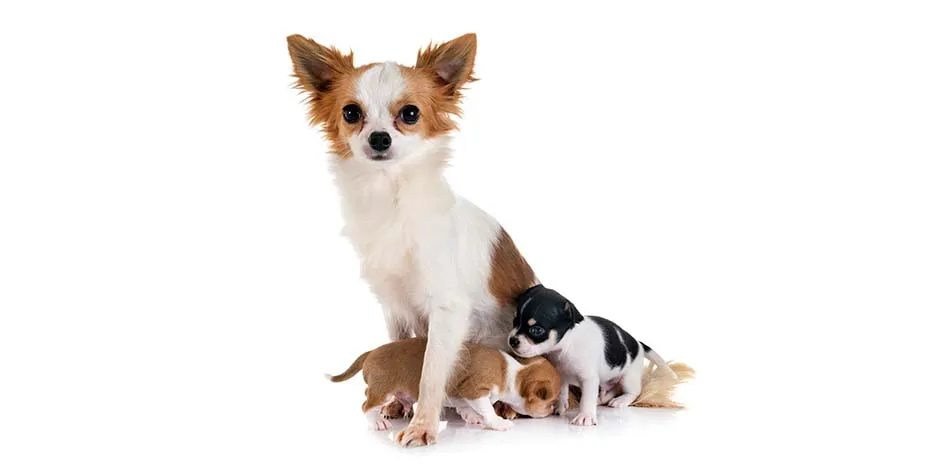 Razas pequeñas de perros como esta mamá chihuahua blanca y marrón, en compañía de dos de sus cachorros. 