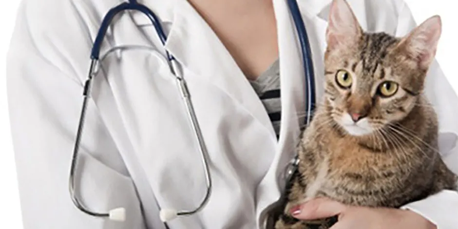 Vacunas para gatos – plan de vacunación