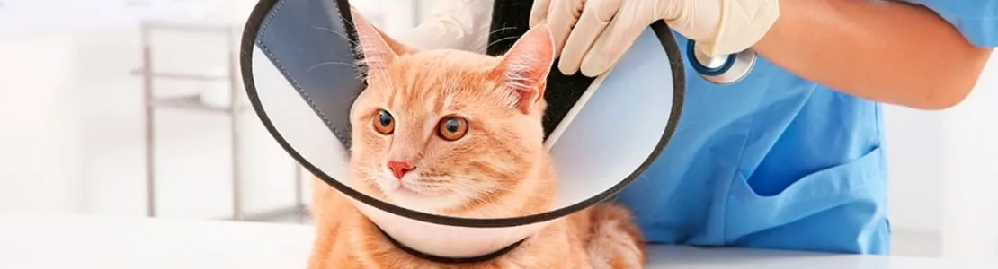 Este gatito cuenta con un collar isabelino, importante para su cuidado. Aprende más de este elemento acá.  
